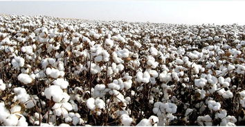 棉花在中国的发展