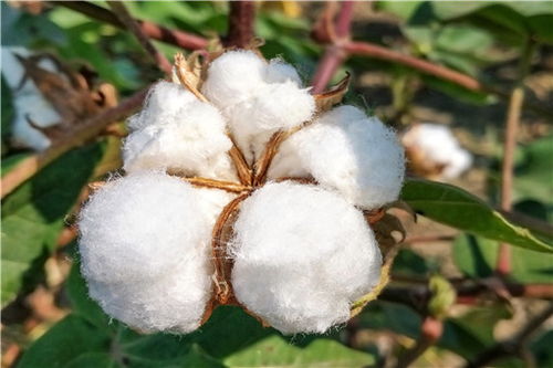 新疆棉花对市场的影响大吗