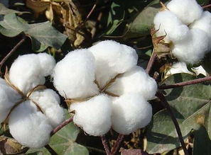 棉花籽种植哪头朝上