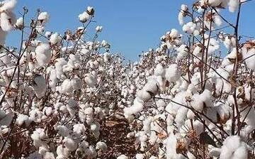 长绒棉产区主要分布在哪里