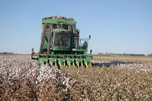 棉花的收获方式分为机械采