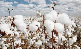 棉花收获季节的景色描述