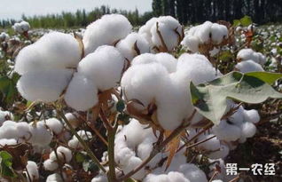 棉花播种密度的优化研究方法