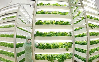 智能高效设施农业包括多种形式如植物工厂垂直农业等