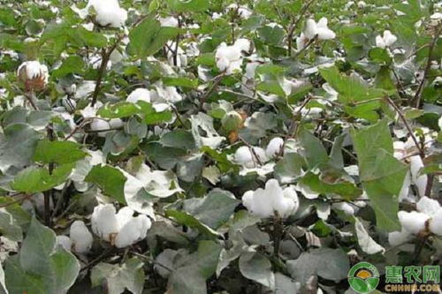 棉花高产栽培的经济效益分析报告