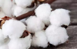 影响棉花产量的主要自然因素
