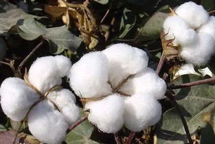 高产品种棉花的市场需求分