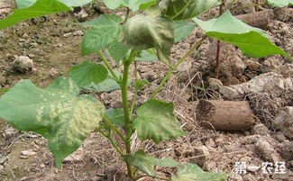有机农业中的棉花病虫害控制