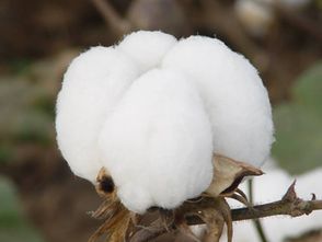 棉花品种改良对纤维品质的