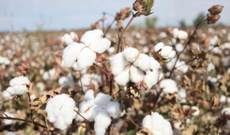 棉花混作种植优势