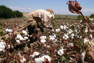 控释肥在棉花种植中的应用