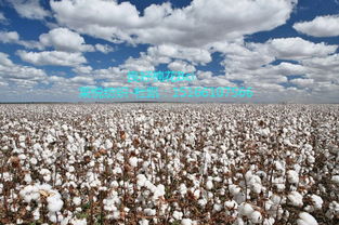 新疆棉花种植技术的创新