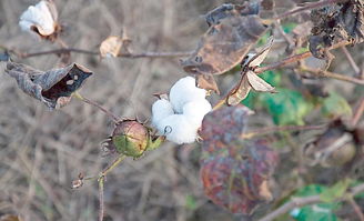 高密度种植下的棉花品种表现