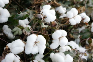 抗病毒棉花品种的田间效果