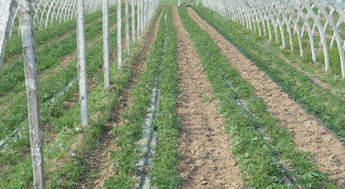 陆地棉的高效节水灌溉技术