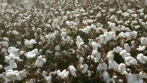 不同棉花品种的病害抵抗力