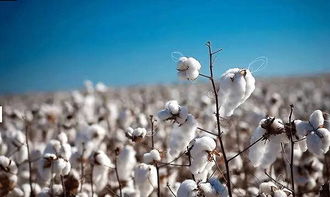 新疆棉花市场价格趋势分析