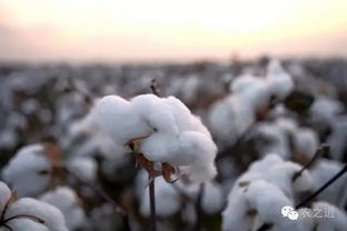 收获季节对棉花品质的影响