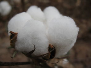 长绒棉抗逆性育种进展