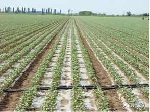 节水灌溉对提高棉花品质的作用