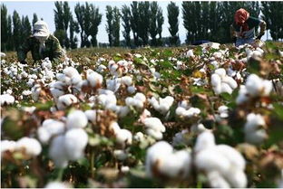 无土栽培技术在棉花上的实