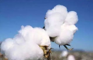 高产棉花田间管理的最佳实践