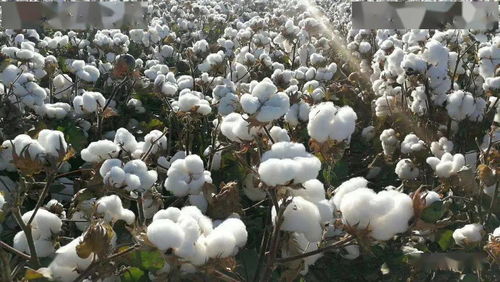 不同播种期对棉花产量的影