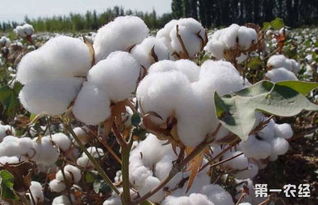 抗逆境棉花品种的选育