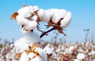 高产与抗病性结合的棉花品种