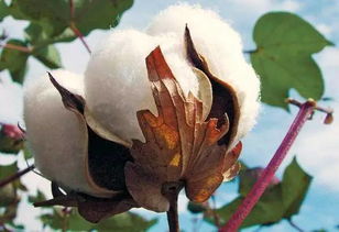 转基因棉花与传统棉花的产量对比