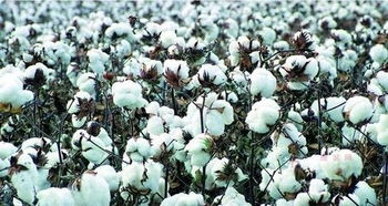 改善棉花品质的高产育种技术