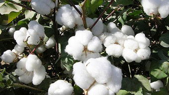 高产棉花品种的非洲市场前景
