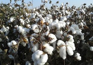 高产棉花品种的耗肥水平研究