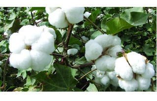 覆盖作物对棉花轮作的促进作用
