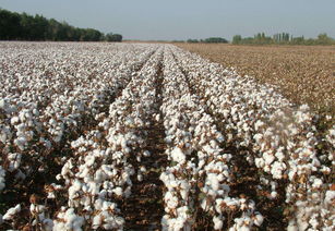 棉花种植对土壤的改造作用